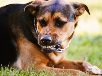 Жителям г.о. Мытищи напоминают об опасности бешенства