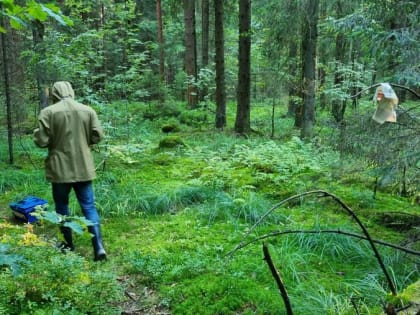 Клещи в лесах Подмосковья становятся еще опаснее