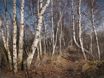 В подмосковных лесах завершен вегетационный период