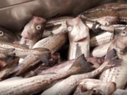 По объему производства филе минтая Россия впереди планеты всей