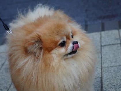 Вакцинация домашних животных в Воскресенском