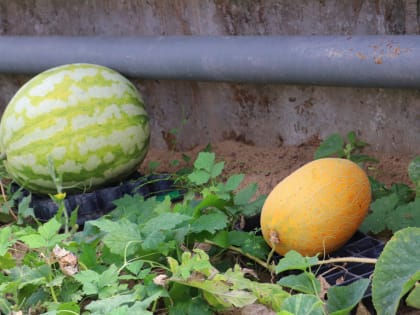 Пущинские арбузы и дыни