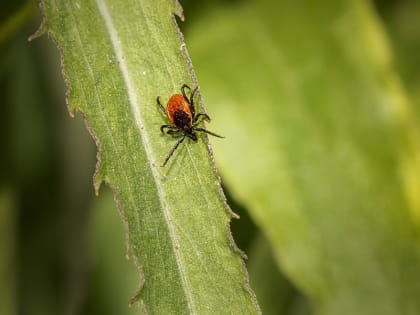 Домодедовцы, клещи опасны не только для людей, но и для домашних животных!