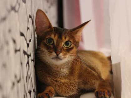 Осмотр, вакцинация, грумминг, или Какие услуги доступны владельцам домашних животных на mos.ru