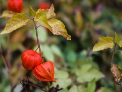 В субботу в Подмосковье пройдет небольшой дождь