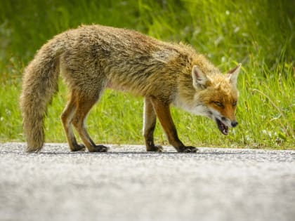 В Амурской области введен карантин по бешенству из-за нападения лисы на ребенка