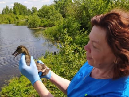 ГБУВ МО «Терветуправление № 2» Дмитровская ветеринарная станция информирует