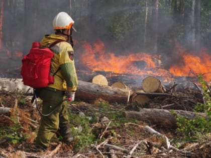 В Подмосковье ограничат доступ в леса из‑за пожароопасной обстановки