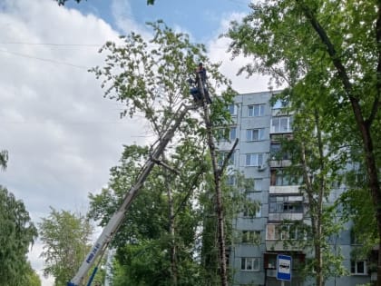 Жители Люберец могут обратиться в администрацию по вопросу опиловки деревьев у дорог