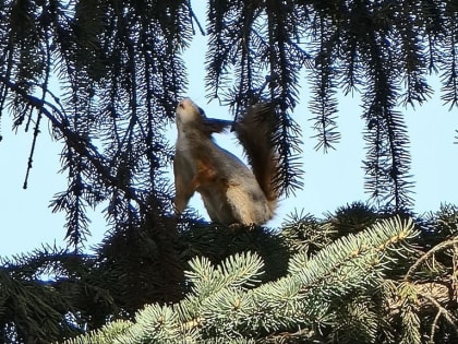В сквере Победы в Дзержинском появились белки и скворцы