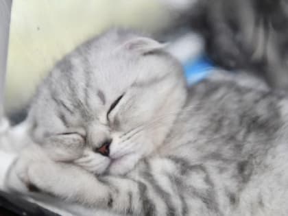 Врач рассказал, чем опасно для здоровья нарушение сна после праздников