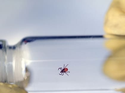 В Подмосковье после укусов клещей выявляют опасные инфекции