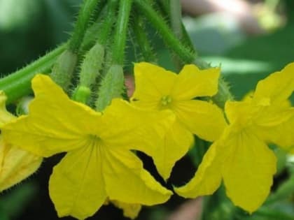 Жителям Москвы и области пообещали приход «огуречной погоды»