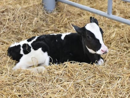 Коровий роддом с каруселью появился в Домодедове