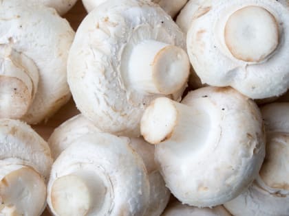 Диетолог Гинзбург назвал грибы, замедляющие старение