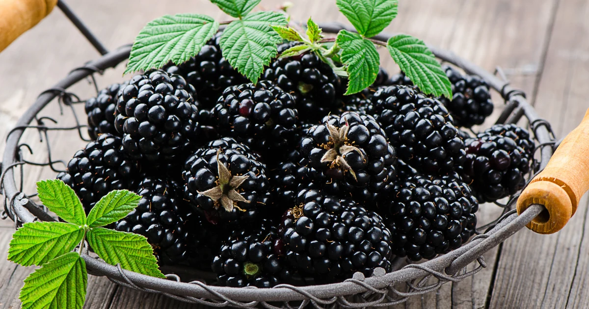 Blackberry Farm Owner Reports