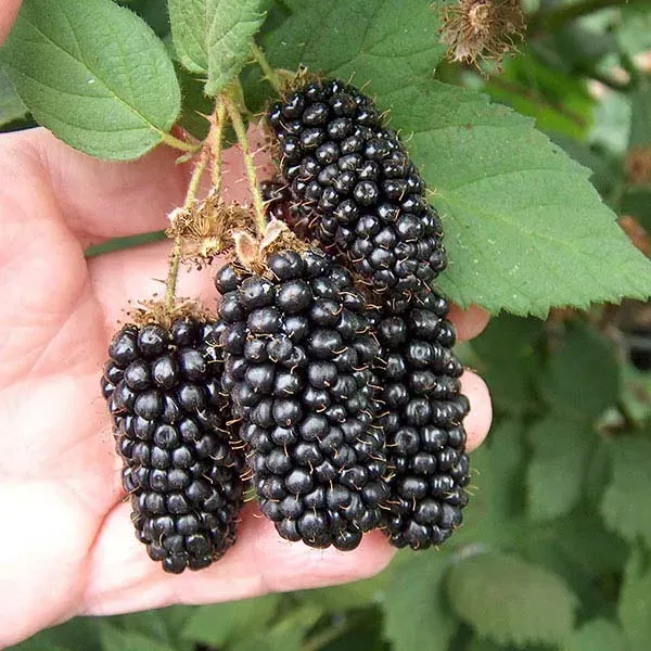 Blackberry Farm Owner Reports - image 1