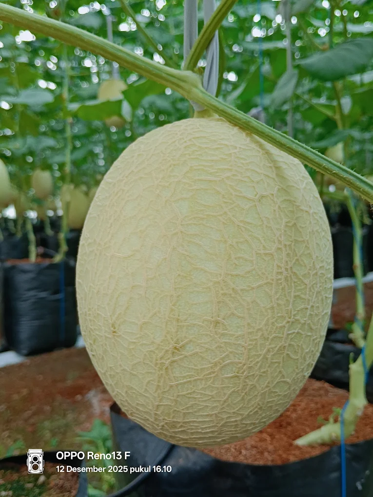 Melon