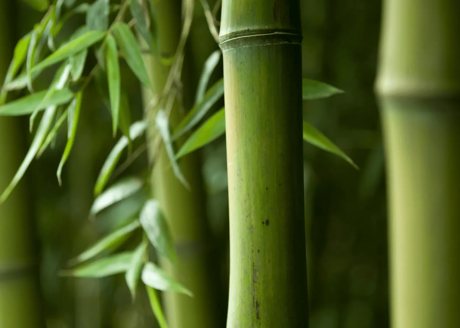 Sàn Tre Ngoài Trời Lựa Chọn Thông Minh Cho Không Gian Sống Xanh Sàn Tre Ngoài Trời Lựa Chọn Thông Minh Cho Không Gian Sống Xanh