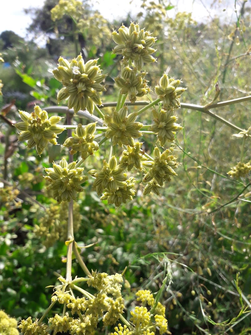 Levisticum officinale W.D.J.Koch
