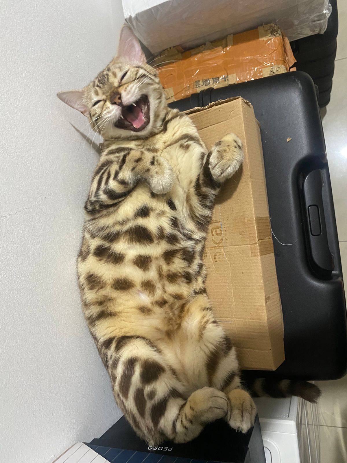 Winson - Nala