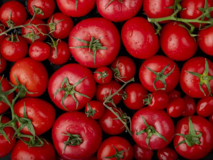 Как маленький цветок может спасти урожай томатов от вредителей: секреты экспертов