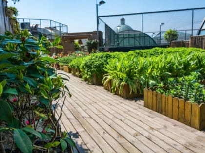 Избавитесь от муравьев раз и навсегда: старинный рецепт