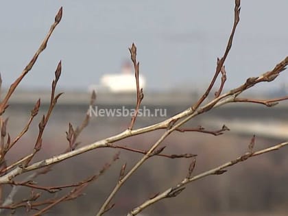 В Башкирии 28 марта 2023 года воздух прогреется до +14 градусов