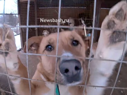 В Башкирии приняли закон о господдержке частных приютов для животных