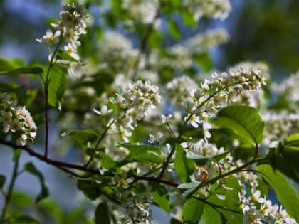 Король сада: роскошный и неприхотливый многолетник