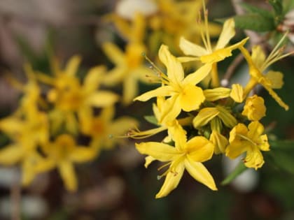 Шикарная лиана без хлопот: завоюет ваше сердце