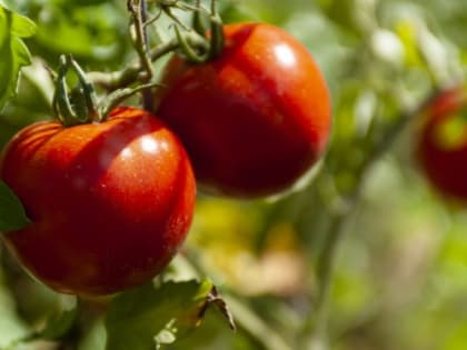 Помидоры будете собирать ведрами: хитрости опытного садовода