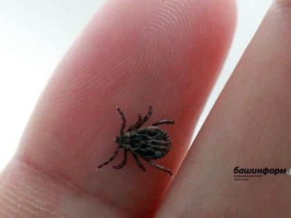 Рост активности клещей в Башкирии: меры предосторожности