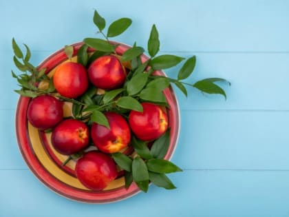 Выращиваем яблоню в квартире: урожай уже через год