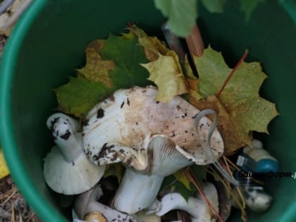 В Башкирии семь человек отравились грибами