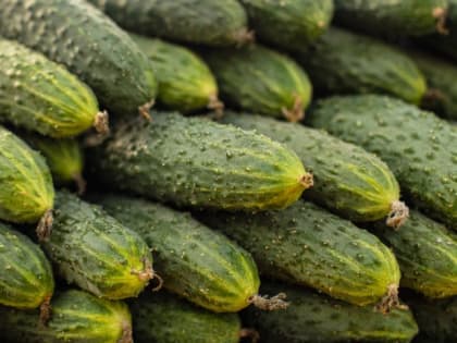 До 25 кг огурцов: дачники назвали урожайный сорт