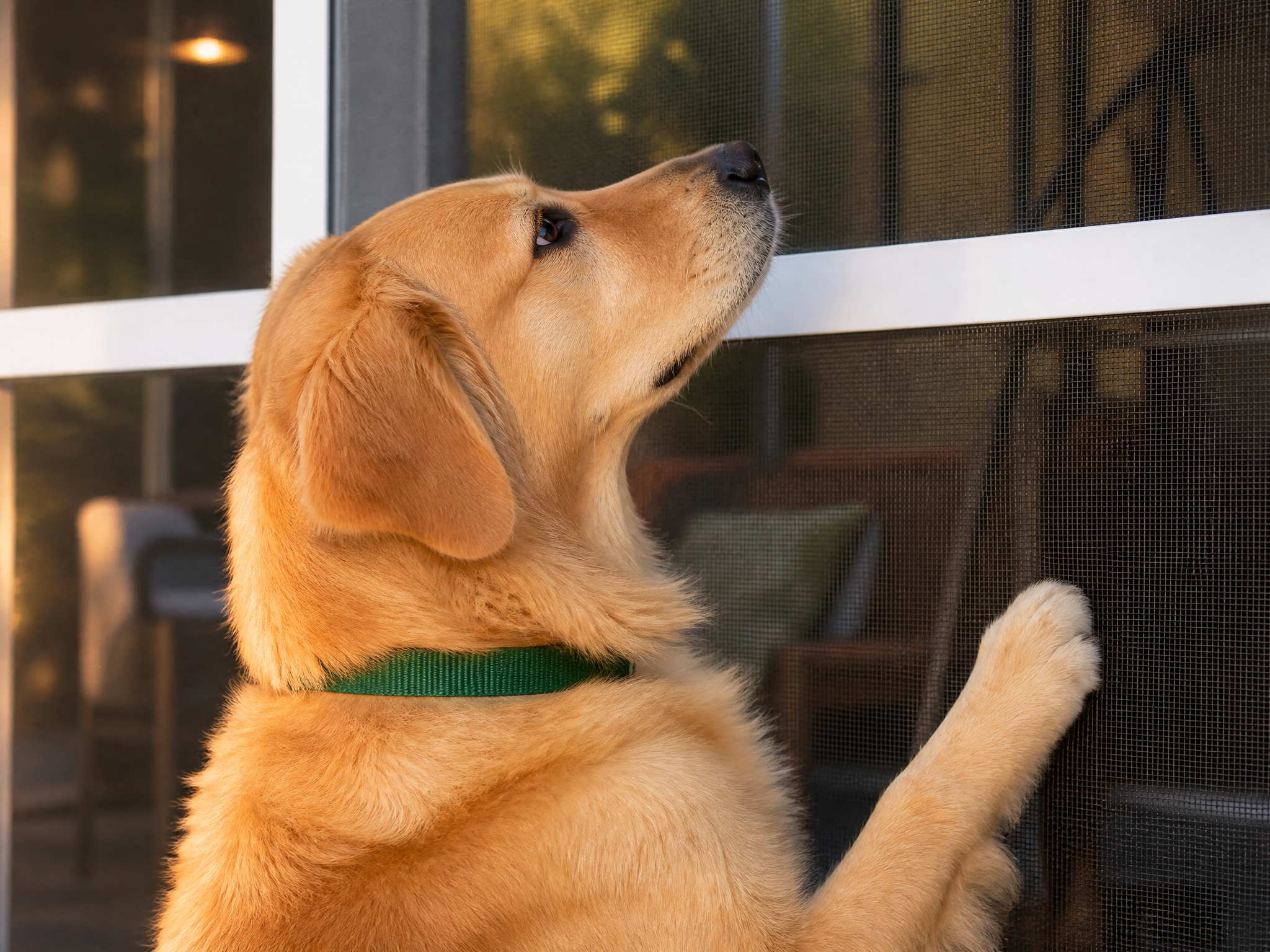 A golden retriever reaching up to a puncture-proof screen on a screened porch.