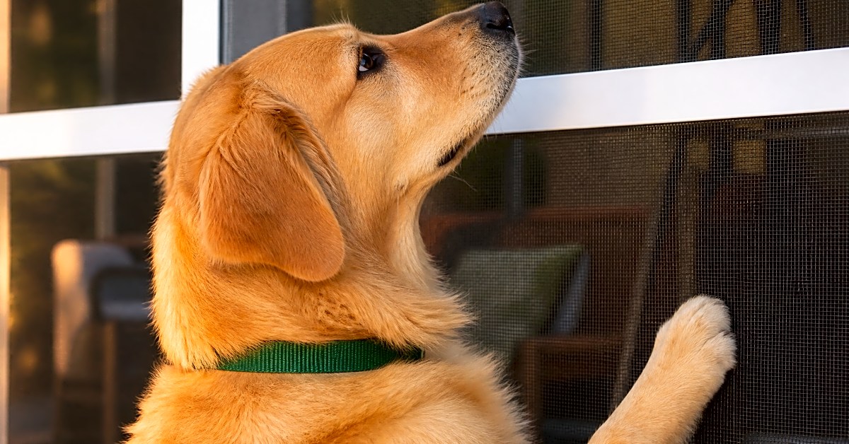 A golden retriever reaching up to a puncture-proof screen on a screened porch.