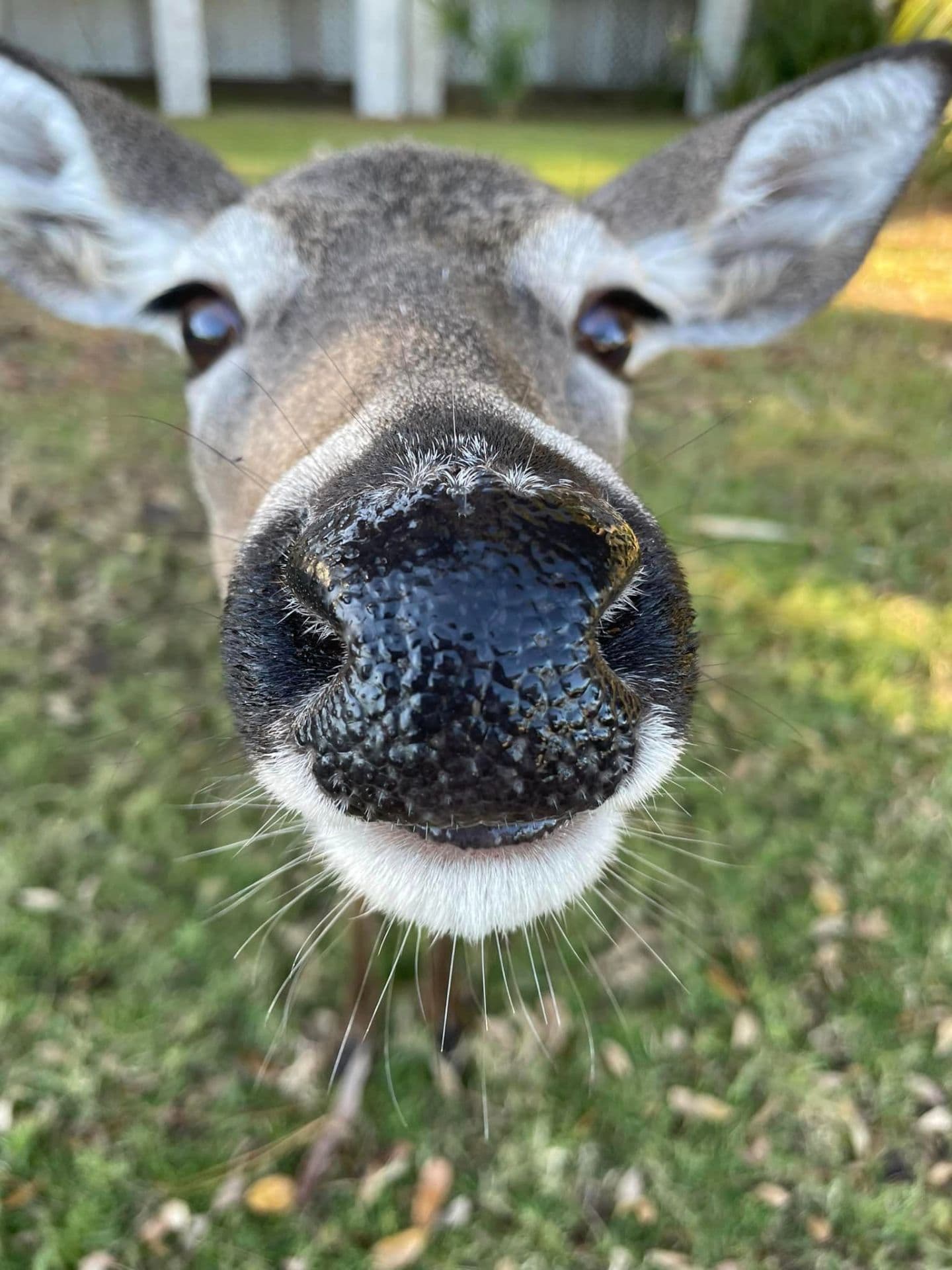 One of the deer that meanders around the Beach Club Villa complex.