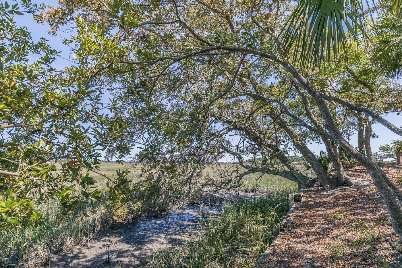 Tidal Creek in Back Yard