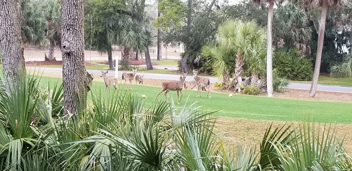 413 Wahoo Drive Fripp Island Stay FrippIslandStay