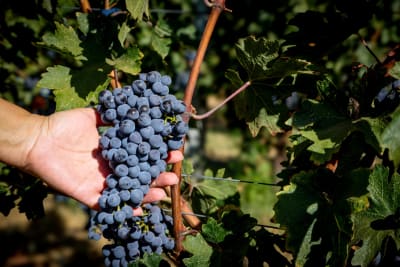 Detail of The Silent Narrative: Photographing in the Biblia Chora Vineyard