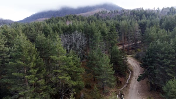 Atmosphere of Haidou Forest: The King of the Eternal Shade in Greece Macedonia Xanthi