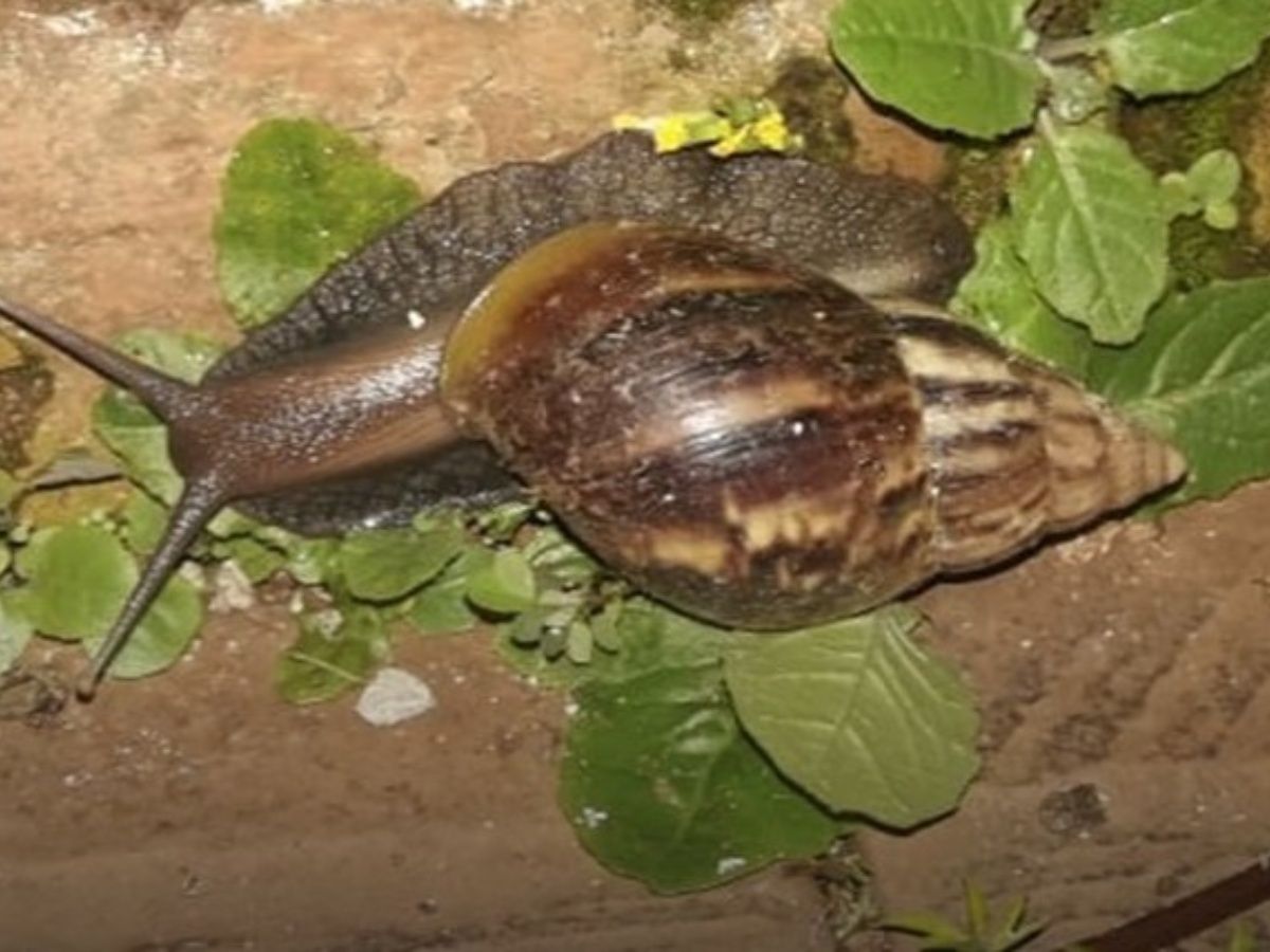 enfermedades del caracol africano