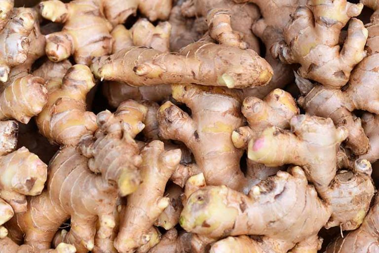 Ginger
