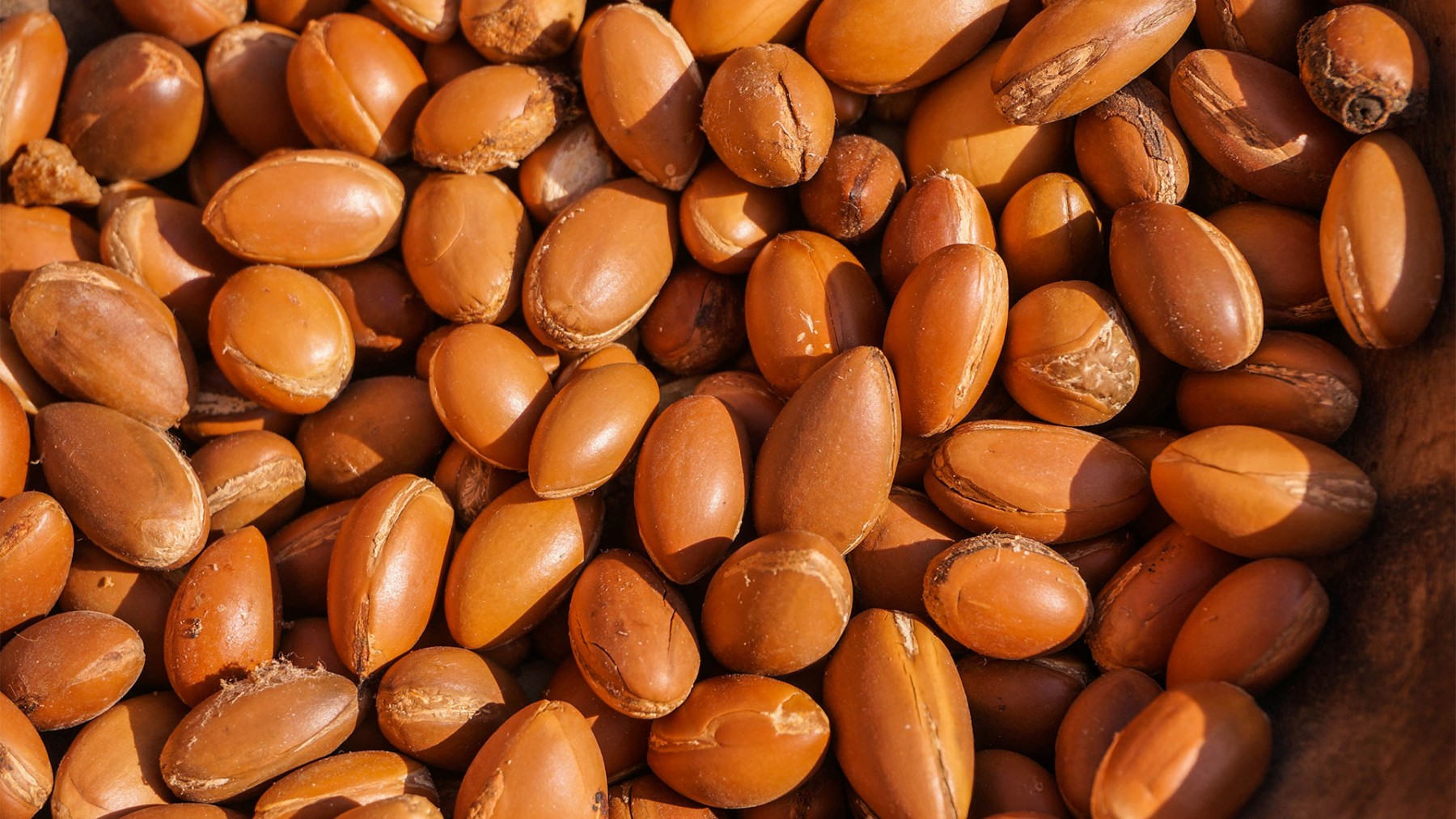 Shea Nut
