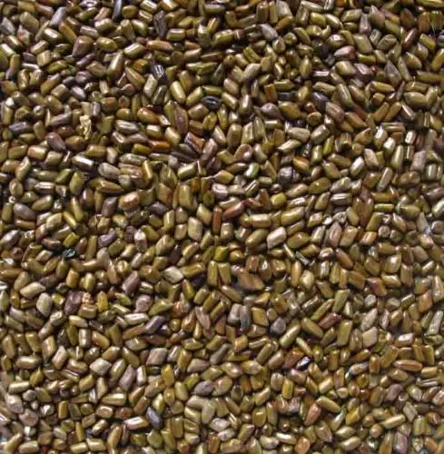 Cassia Tora Seed