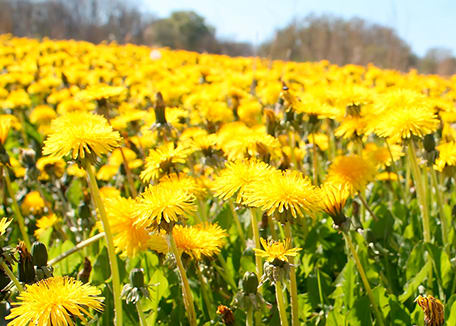 Field of yellow dandelions