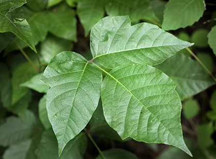 Natural Remedies for Poison Oak and Poison Ivy Rashes