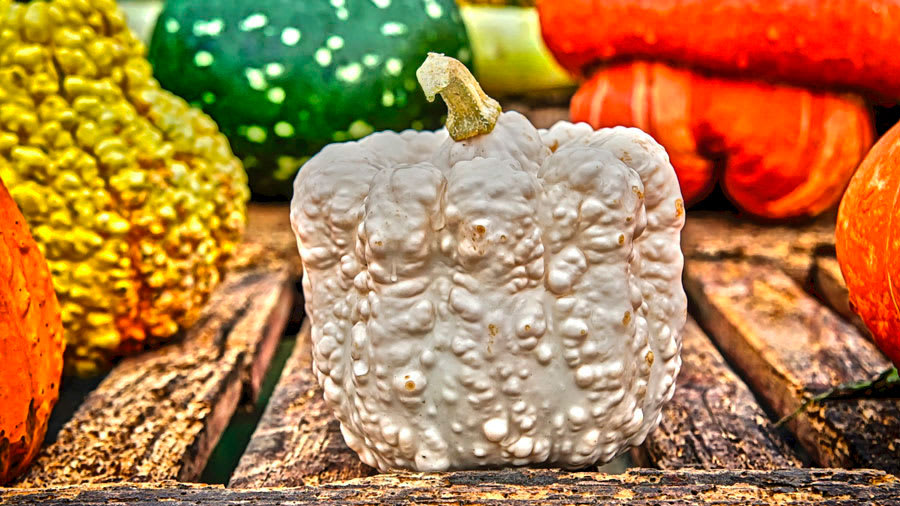 Gray squash with warts and multiple colors of squashes in background all on a wooden table